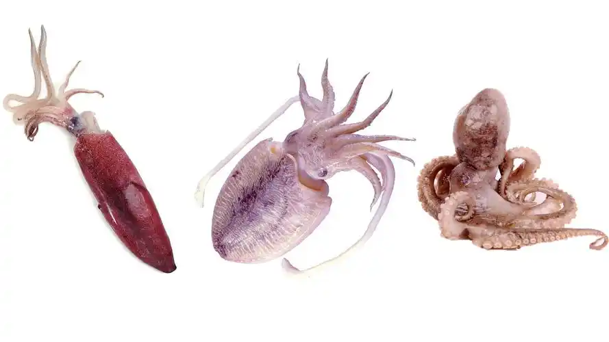 鱿鱼八爪鱼墨鱼,很多人分不清楚,小渔告诉你它们的区别在哪里