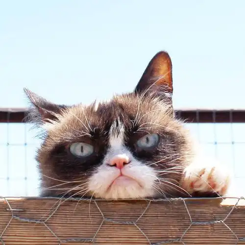生无可恋猫insrealgrumpycat