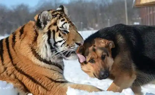 狗没见过虎,为什么从骨子就害怕老虎?