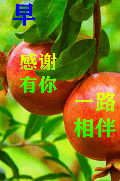 中老年表情包相册,精选每日早安问候祝福语表情包图片大全!