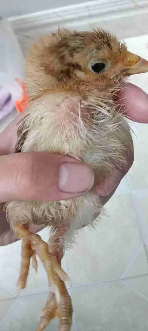 小鸡胸部左侧长了颗大拇指样的疙瘩-专家问答 - 惠农网