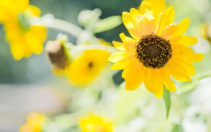 盛开的花朵清新怡人电脑壁纸