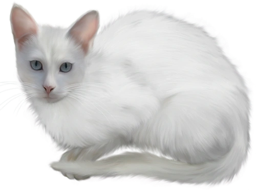 png透明免抠图动物素材—可爱的小猫咪(之一34p) - 刘会1011 - 刘会