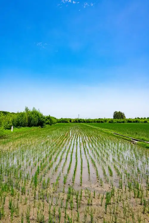 稻田插秧江南水稻田青稻苗
