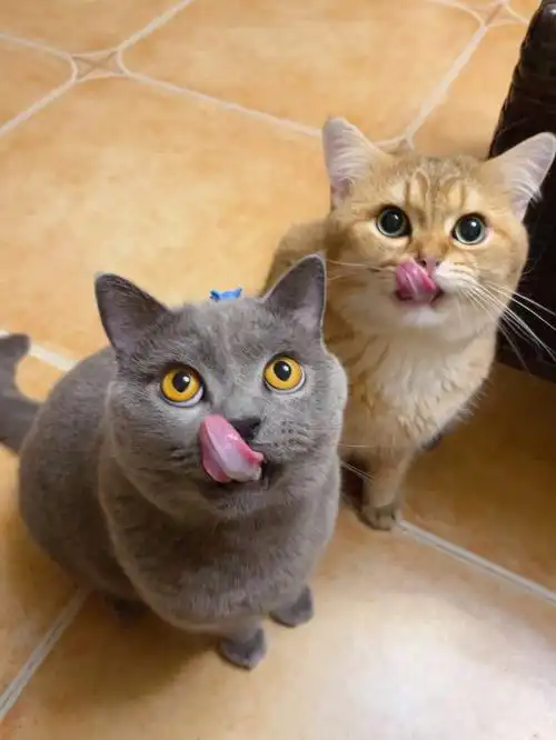 小猫咪同步吃猫条系列有没有被可爱到呢