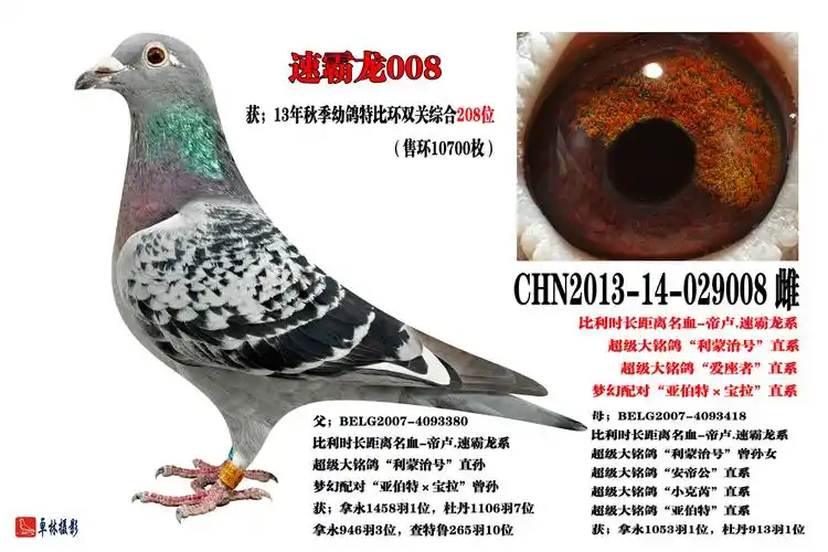 南昌品翔鸽业---速霸龙008