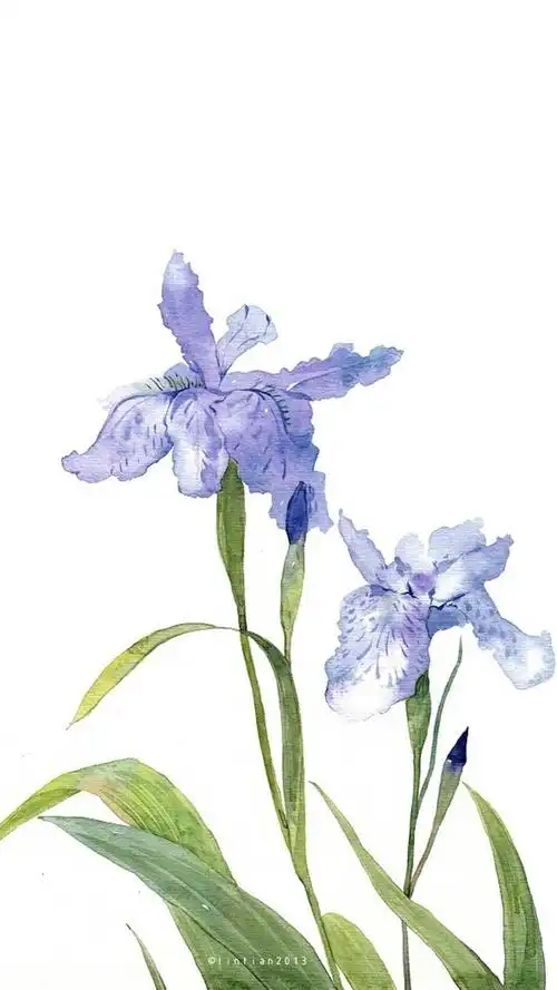 唯美手绘花朵插画