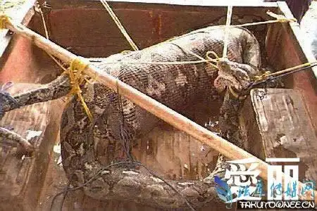 巨型蟒蛇竟活吞一村民恐怖的蟒蛇吃人事件