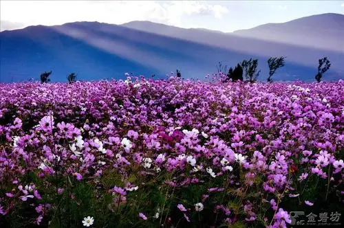 玉龙雪山下,格桑花正开