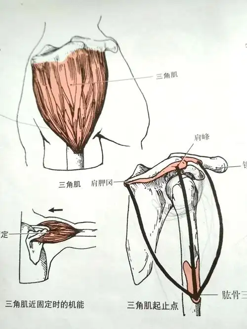 专栏三角肌丨运动解剖图谱3