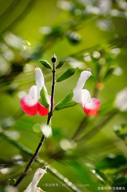 冬日早晨带露珠的小花