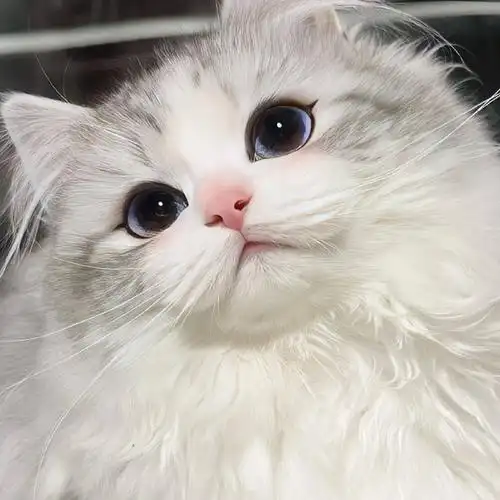 超可爱萌宠猫咪头像图片 猫咪图片头像呆萌