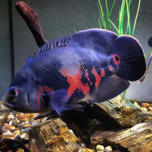 地图鱼有几种颜色有哪些品种1