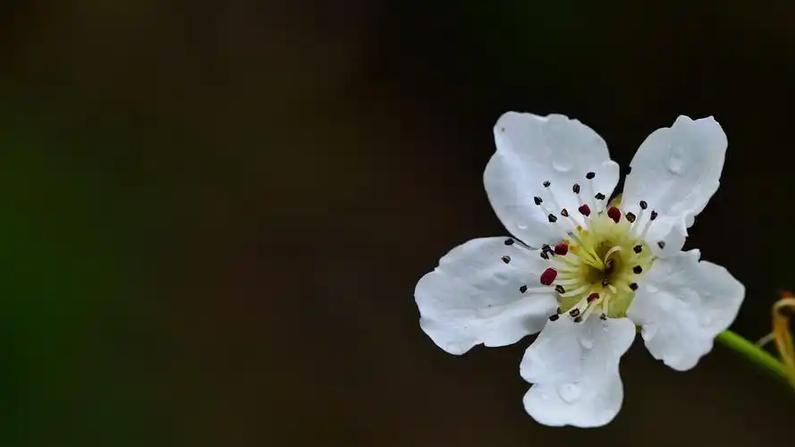 梨花图片桌面壁纸