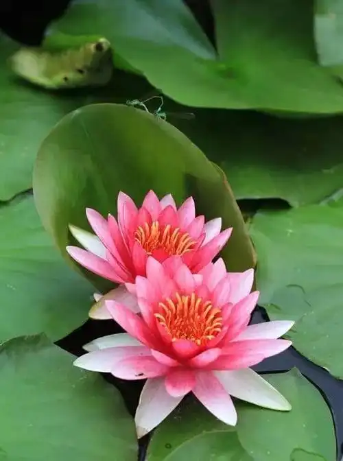 莲花品种大全 _www.isenlin.cn