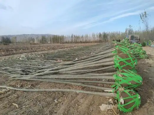 新疆焉耆青杨苗迎来销售旺季钱景美好