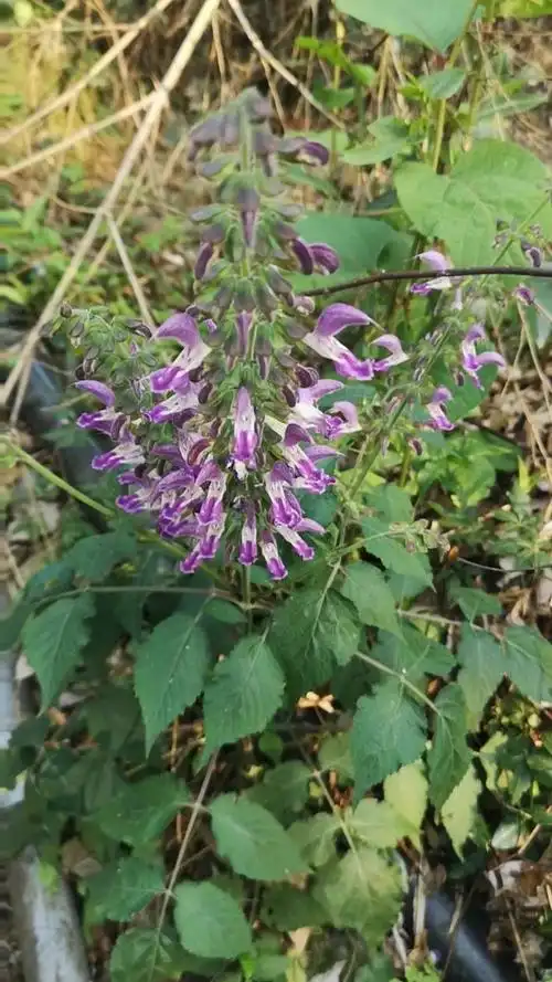 南丹参,功效和丹参类似,活血化瘀,疏通血脉.