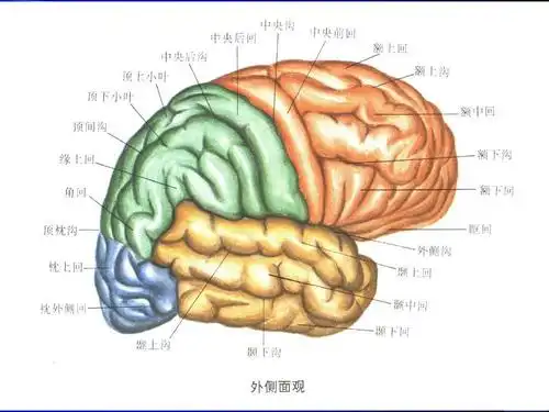 大脑的解剖生理及定位诊断【医学课件ppt】_word文档在线阅读与下载_