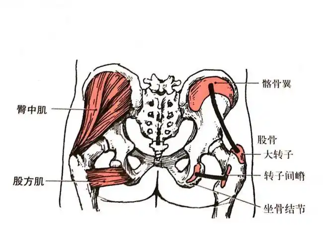 近固定   使大腿在髋关节处伸和旋外;肌肉的上半部收缩可使大腿外展
