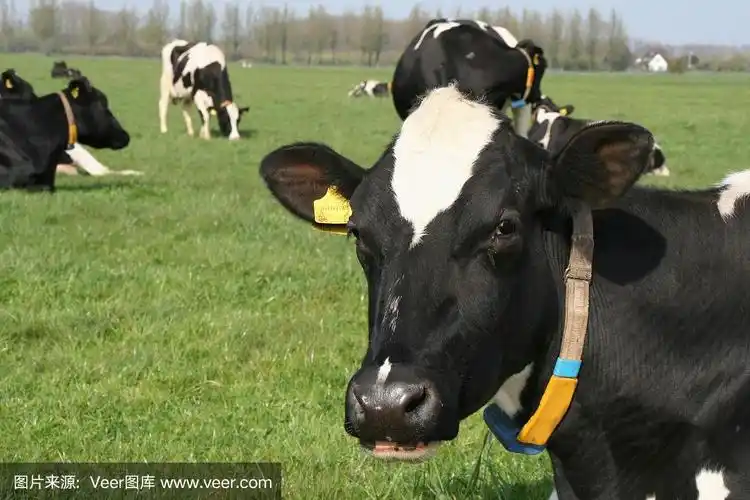 黑白奶牛
