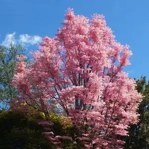 云端花事 火烈鸟香椿 粉色观叶乔灌木庭院花园植物盆栽易养护