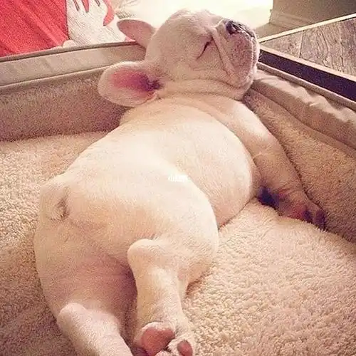 法斗宝宝法斗你的睡姿很星感