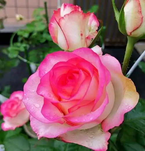 3种高贵女王花高贵迷人雍容华贵养护简单