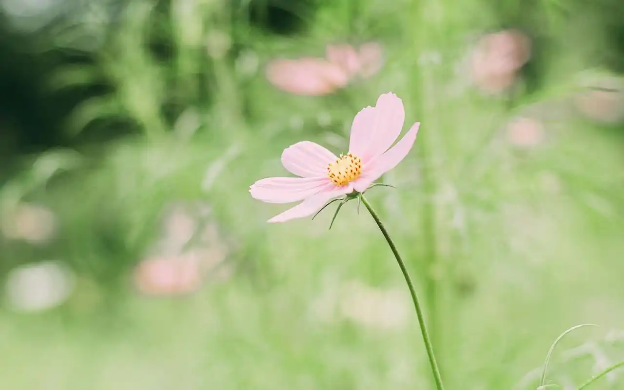 小清新护眼植物图片桌面壁纸