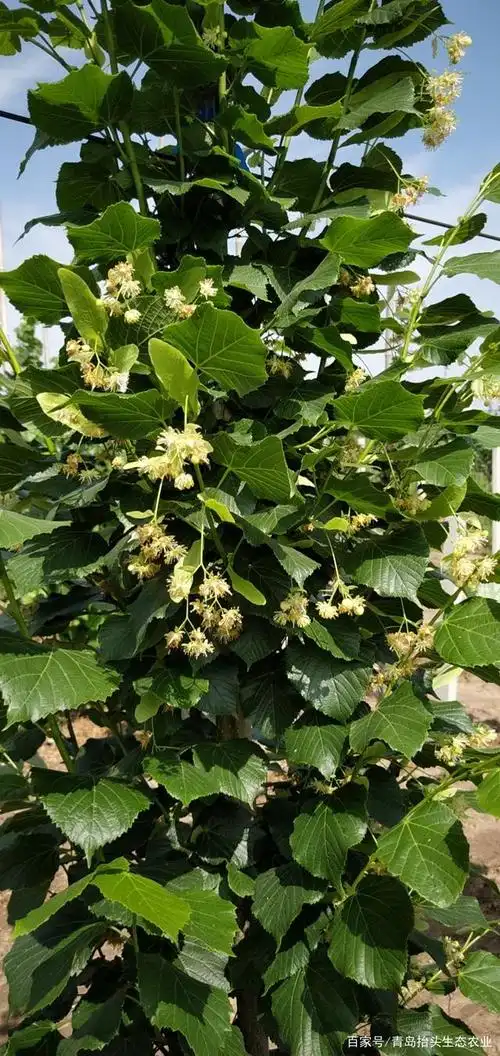 椴树花的保健功效:益气补胃,止疼解毒,有医治和减轻高血压,心脏病