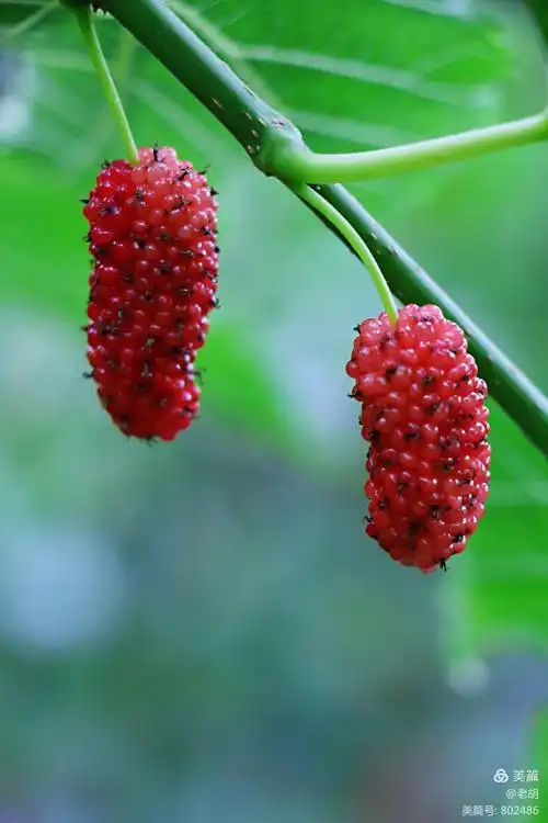 摘枇杷,摘桑葚.2020.5.10