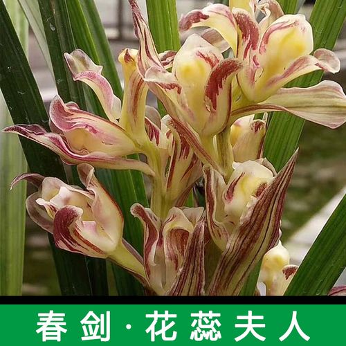 四川兰花苗春剑铭品无花苞红复色飘门水仙花蕊夫人兰花原生种自然