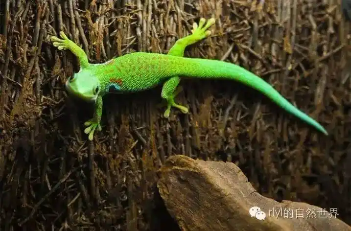 【金粉&四眼日行守宫】生态缸体图文教程!-搜狐