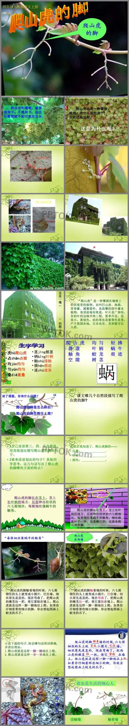 《爬山虎的脚》公开课件ppt