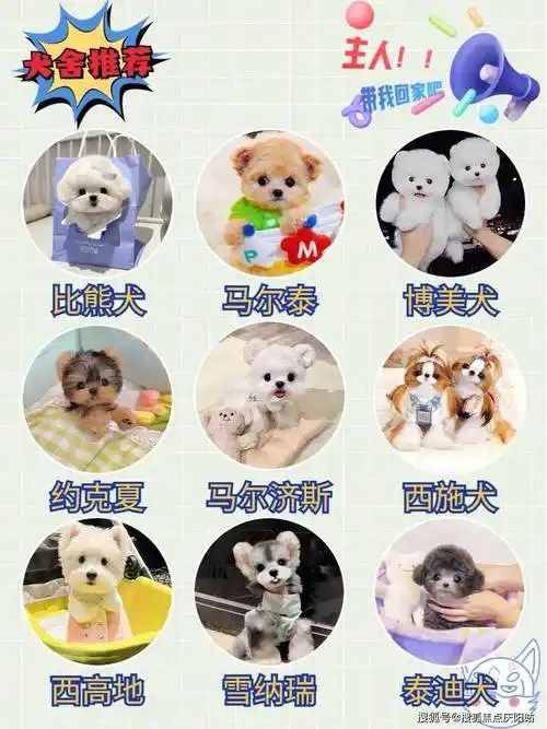 买布偶首页网站上海闵行区哪里有卖布偶猫的市场