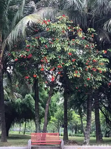 有假却比无假美——假苹婆