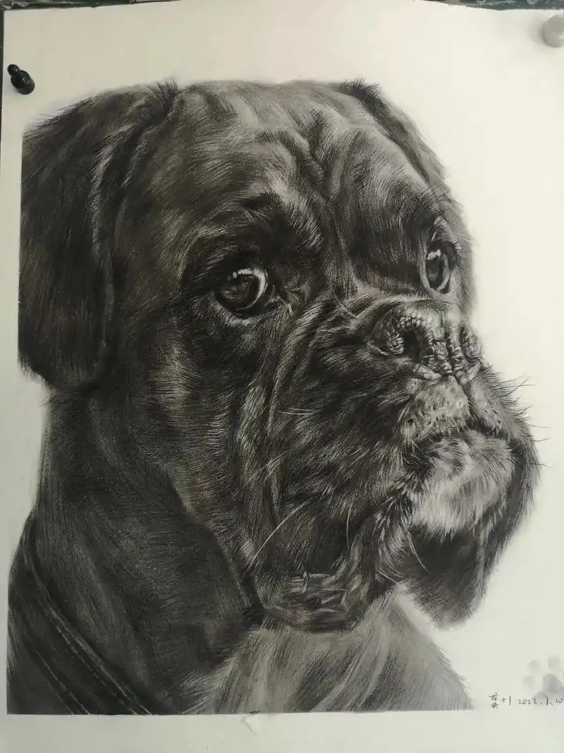 素描动物 好不容易拍到这幅画! - 抖音