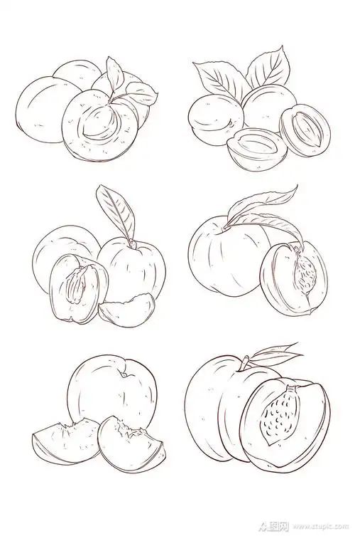 线描桃子手绘插画