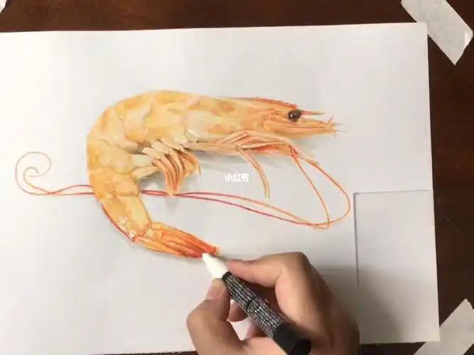 彩铅画虾画法这须子长的离谱