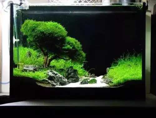 50草缸造景