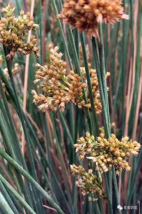 野灯心草(灯心草科 灯心草属)