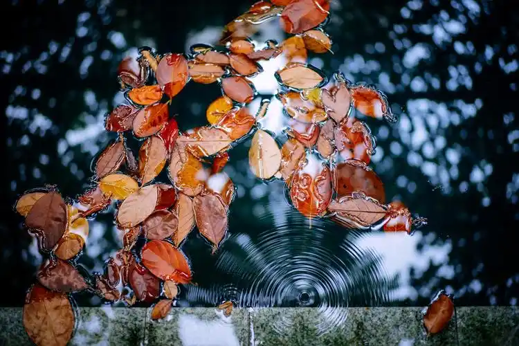 落叶与涟漪