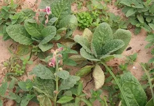 原创农村野生的地黄为啥根块不大哪价值高碰到是福气
