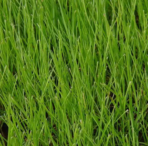 一年生黑麦草(莎草目禾本科黑麦草属植物)_尚可名片