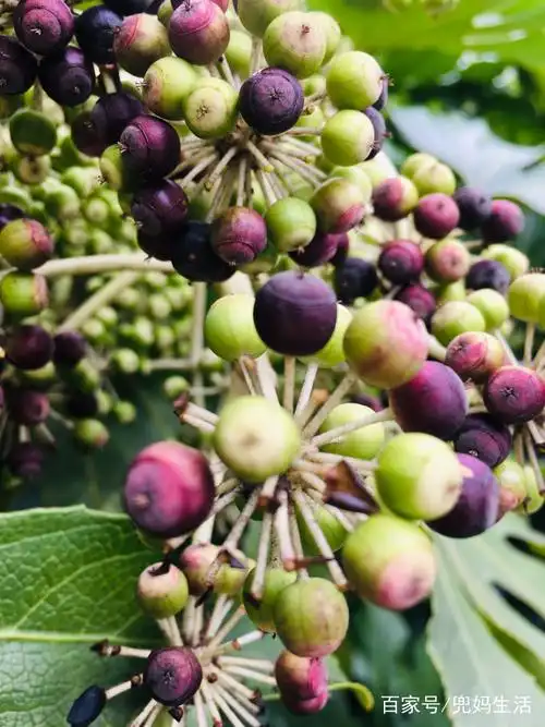 八角金盘,冬开花春果实