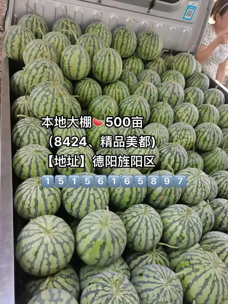 大棚西瓜.本地大棚91500亩 (8424,精品美都) 【地 - 抖音
