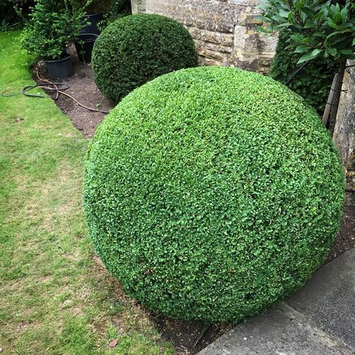 金叶女贞球园林绿化庭院球形女贞苗