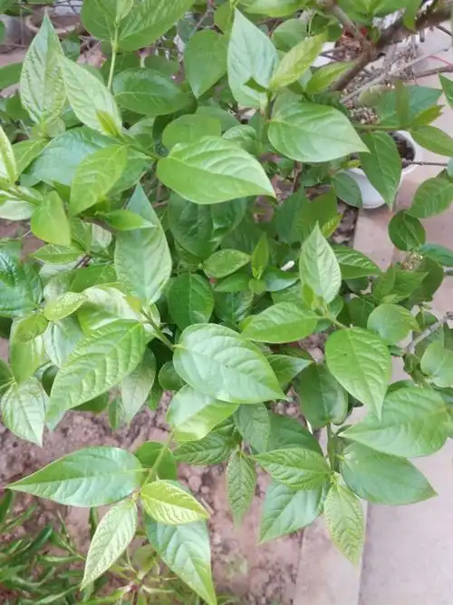 腊梅叶子,油绿油绿的,展现出无限的生命力,喜欢不?