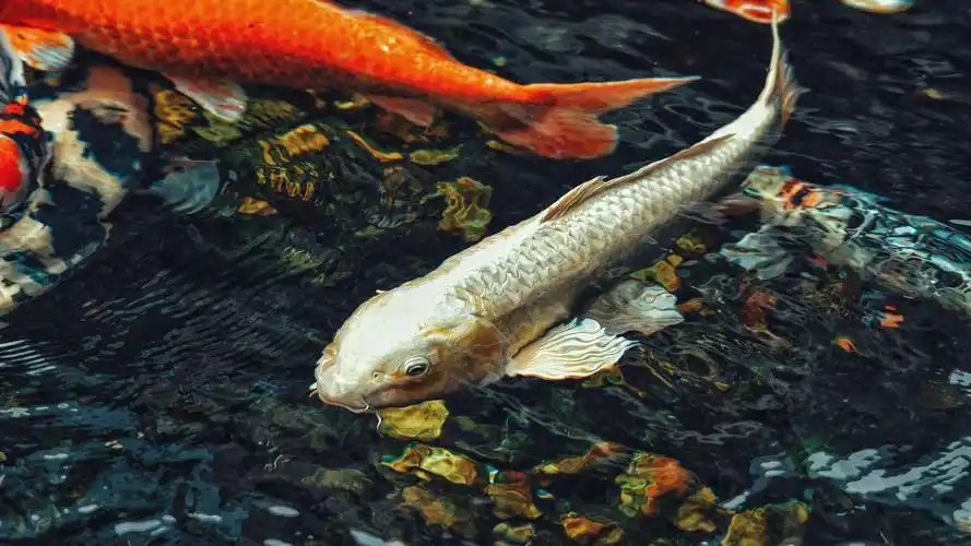 鱼壁纸【24】(动物静态壁纸) - 静态壁纸下载 - 元气壁纸