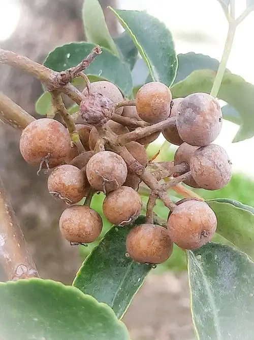 秋枫硕果,果实累累