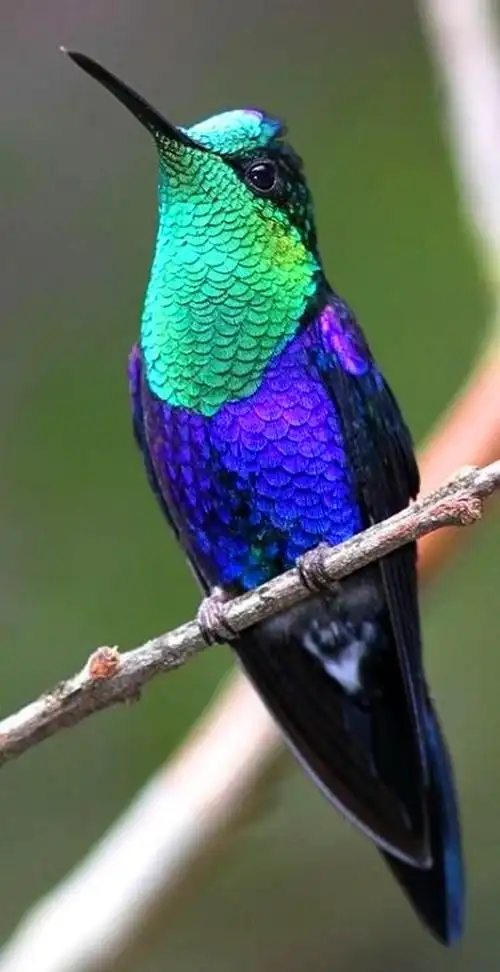 01:43:32【鸟类摄影】漂亮的小鸟5喜欢【生命】动物,宠物京田海子a同